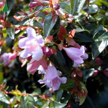 ABELIA grandiflora Edward goucher