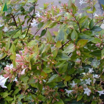 ABELIA grandiflora Gold spot  Cont.3/4 L 