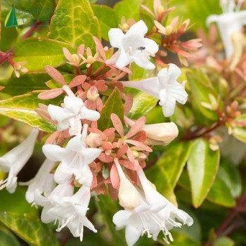 ABELIA grandiflora Francis Mason