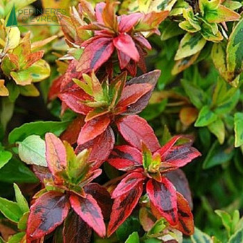 ABELIA grandiflora Kaleidoscope