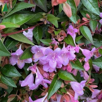 ABELIA grandiflora Pink Pong