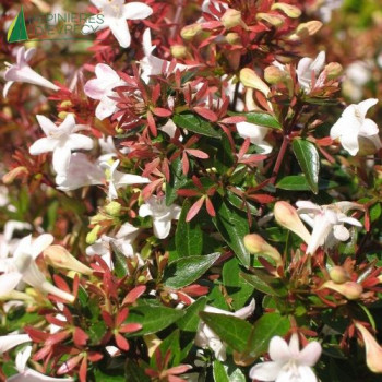 ABELIA grandiflora Prostrata