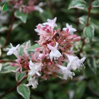 ABELIA Sparking Silver ®  Cont.2/2.5 L 
