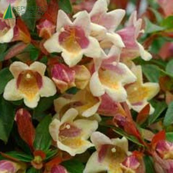 ABELIA grandiflora 'Sunny Charm' ®  Cont.3/4 L 