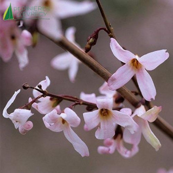 ABELIOPHYLLUM distichum Roseum