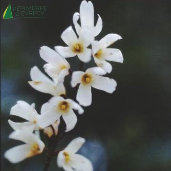 ABELIOPHYLLUM distichum