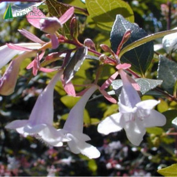 ABELIA grandiflora