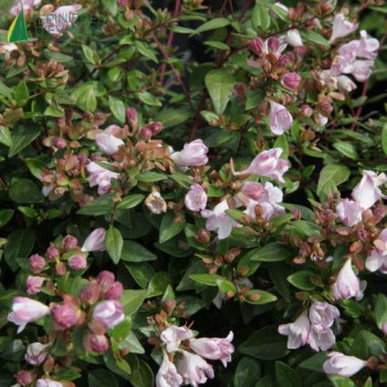 ABELIA 'Petit Garden ®  Cont.3/4 L 