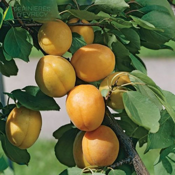 ABRICOTIER colonnaire Somo (Prunus Armeniaca)