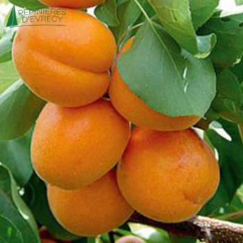 ABRICOTIER Polonais (Prunus Armeniaca)