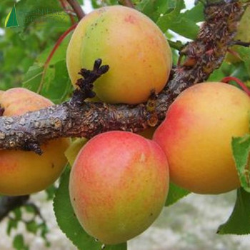 ABRICOTIER Royal (Prunus Armeniaca)