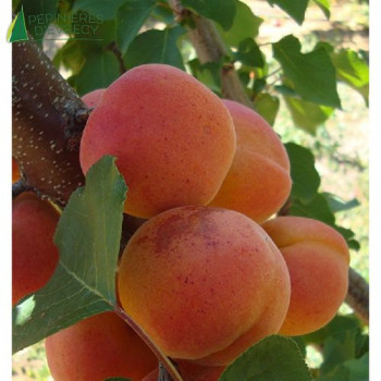 ABRICOTIER  Tardif de Tain (Prunus Armeniaca)