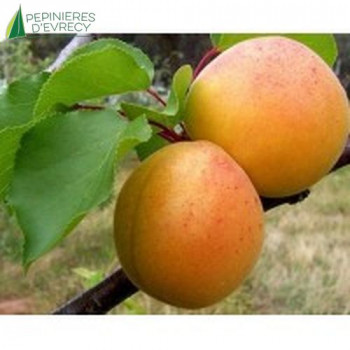 ABRICOTIER Peche de Nancy (Prunus Armeniaca)