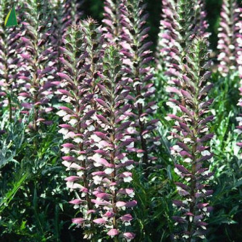 ACANTHUS mollis  Godet 8/9 