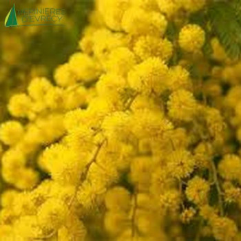 ACACIA retinodes Lisette
