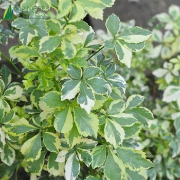ACANTHOPANAX sieb. Variegatus