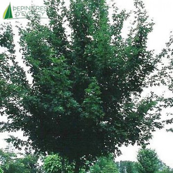 ACER campestris Elsrijk Tige 08/10 Cont.30 L 