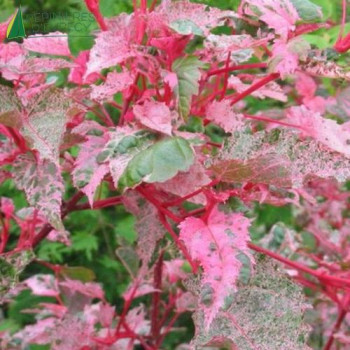 ACER conspicuum Red Flamingo Baliveau 175/200 Cont.15/20 L 