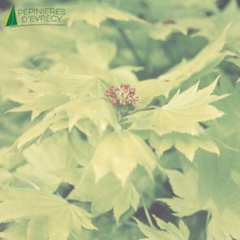 ACER japonicum Aureum