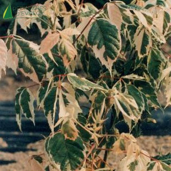 ACER negundo Flamingo