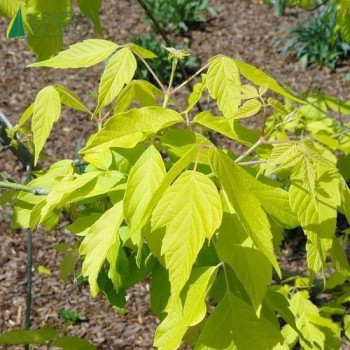ACER negundo Kelly's Gold  Cont.3/4 L 