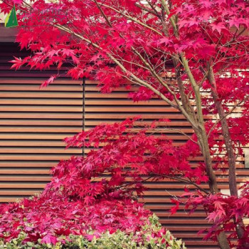ACER palmatum Atropurpureum 60/80 Cont.5/7.5 L 