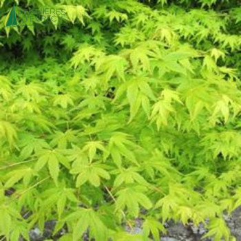 ACER palmatum Aureum  Cont.2/2.5 L 