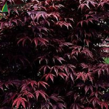 ACER palmatum Bloodgood