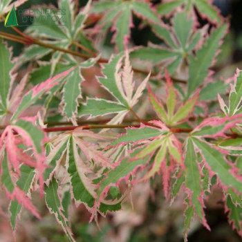 ACER palmatum Butterfly  Cont.2/2.5 L 