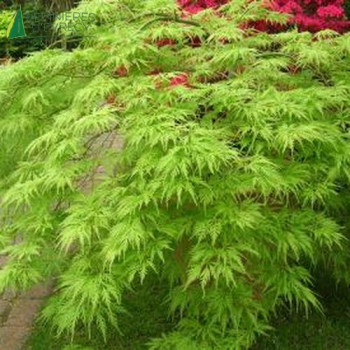 ACER palmatum Dissectum 100/125 Cont.5/7.5 L 