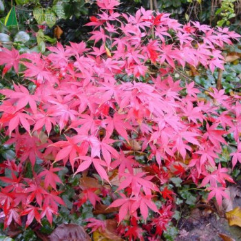 ACER palmatum Osakazuki 100/125 Cont.5/7.5 L 