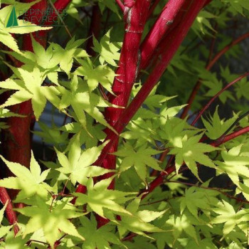ACER palmatum Sangokaku