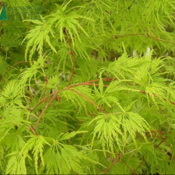 ACER palmatum Seiryu