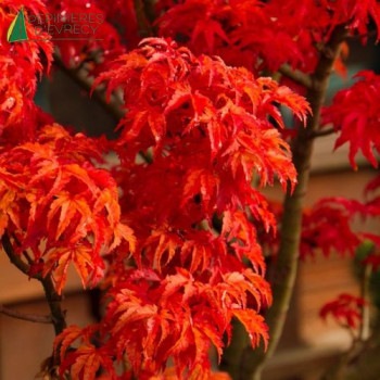 ACER palmatum Shishigashira