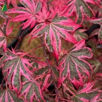 ACER palmatum Shirazz