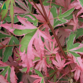 ACER palmatum Taylor