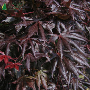 ACER palmatum Trompenburg