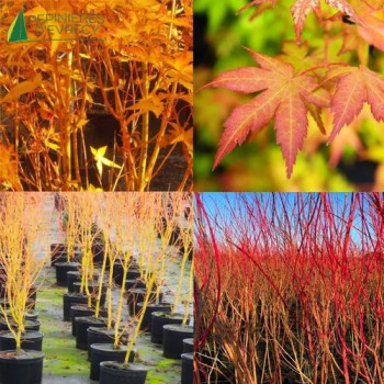 ACER palmatum Bi hoo 125/150 Cont.15/20 L 