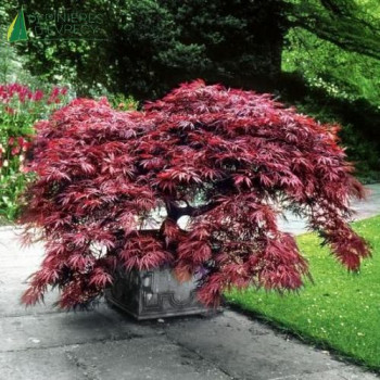 ACER palmatum Dissectum garnet 100/125 Cont.5/7.5 L 