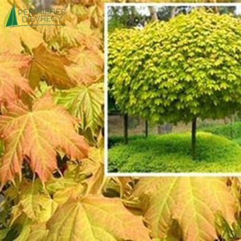 ACER platanoides Golden globe