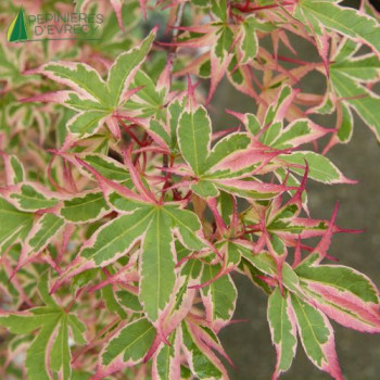 ACER palmatum Kagiri-nishiki