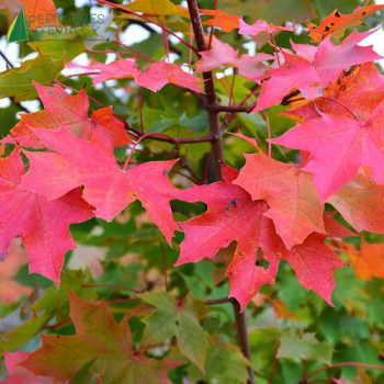 ACER platanoides Norvegian Sunset