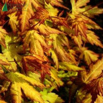 ACER palmatum Orange dream