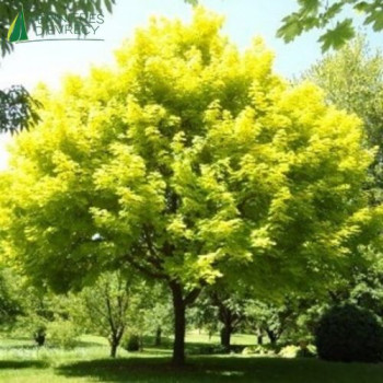 ACER platanoides Princeton Gold