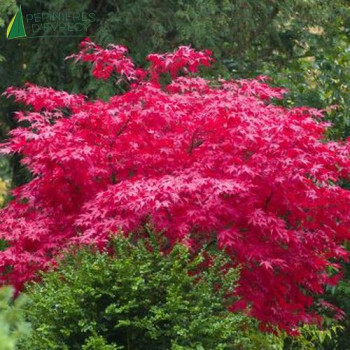 ACER palmatum Shojo nomura  Cont.2/2.5 L 