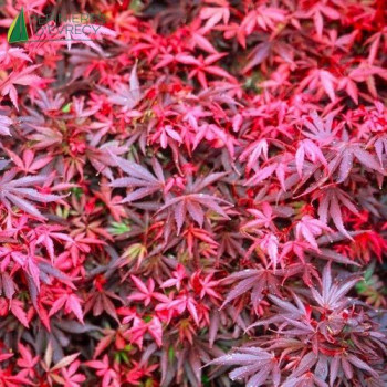 ACER palmatum Skeeter's Bromm