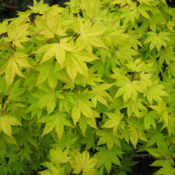 ACER palmatum Summer gold