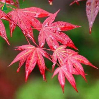 ACER palmatum Yezo nishiki