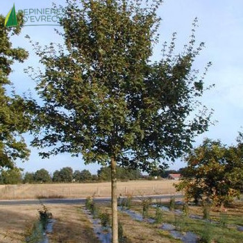 ACER campestris Baliveau 150/175 Cont.15/20 L 