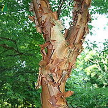 ACER griseum